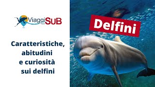 Delfini caratteristiche abitudini e curiosità sui delfini che forse non sai [upl. by Heringer149]