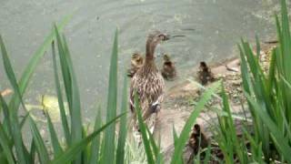 Baby Ducks first swim [upl. by Pas]