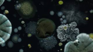 Bacteria and fungi timelapse 1 2K [upl. by Algie]