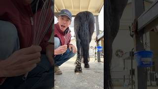 WHISK for grooming horses 🐴 Learning new grooming techniques from snow stuck to dogs [upl. by Imac]