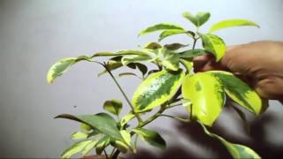 How to Grow Schefflera Plant in Pot  Plants Care amp Tips  Mammal Bonsai [upl. by Zoie]