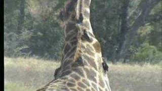 71807 1230pm giraffe with oxpeckers doing their job [upl. by Kcirde320]