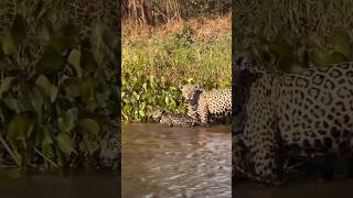 Jaguar Leads Cubs by the River jaguar cubs wildlife wildanimals animals nature naturelovers [upl. by Ula134]