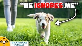 More of Your Dog Training Questions Answered [upl. by Tomlinson]