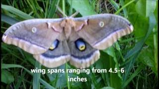 Antheraea Polyphemus in My Yard [upl. by Nimar]