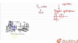 Pneumatophores occur in plates of [upl. by Madlin351]