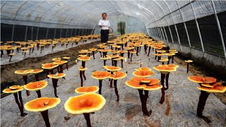 How Farmer Growing Lingzhi  Red Reishi Mushroom Farm  Reishi Mushroom Harvest and Processing [upl. by Zere]