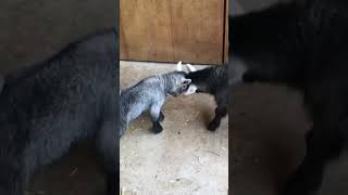 Get ready to rumble goat babygoats cute baby farming goatfarm [upl. by Larrie]