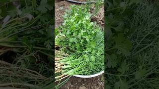 Fresh Coriander from my Farm shorts [upl. by Aloisius316]