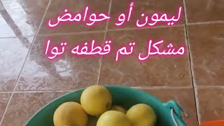 ليمون أو حوامض مشكل تم قطفه تواMixed lemons have just been picked [upl. by Allehcim]