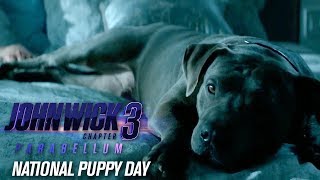 John Wick Chapter 3  Parabellum  Movie Review [upl. by Sioux]