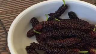 Pakistani Mulberry Video [upl. by Flavian]