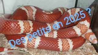 Mes lampropeltis abnorma  ex triangulum hondurensis fauxcorail du Honduras 😍🔥🔥 vid22 [upl. by Chouest]