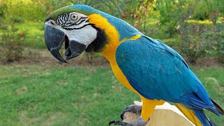 Macaw Natural Sounds and Calls [upl. by Margo828]