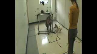 Duke University Study Finds Stress “Sweet Spot” Differs For Mellow Vs Hyper Dogs [upl. by Htidirem430]