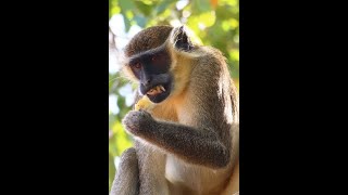 LES SINGES SACRES DE SOKO BONDOUKOU COTE DIVOIRE [upl. by Siriso116]