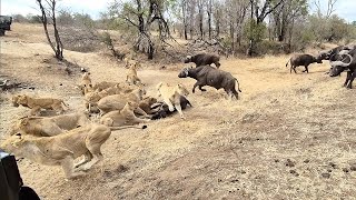 An EPIC SIGHTING Battle between lions and buffalo 🦁🐃🤠 [upl. by Eugine]