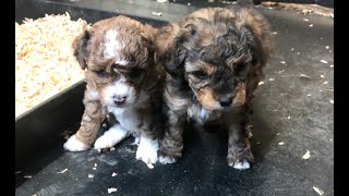 Puppies 1st day in the playpen at Cafe Au Lait Aussiedoodles LLC [upl. by Beth]