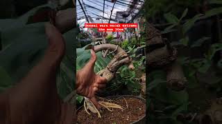 Bonsai extreme the max 30cm plants bonsai bonsaiindonesia shorts [upl. by Lyj]