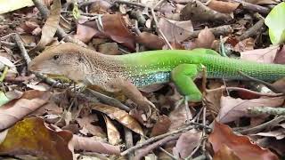 Calangoverde Ameiva ameiva Itirapina Cerrado [upl. by Lessard455]