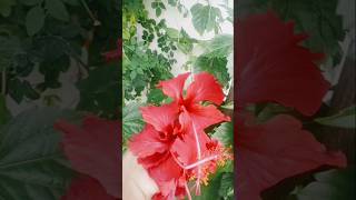 🌺Gudhal harvesting 🤷shorts video 🌺 [upl. by Dorian]