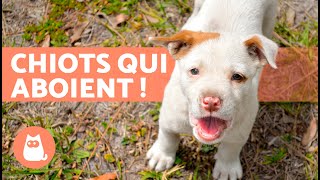 CHIOTS qui ABOIENT 🐶 🔊 vidéo de chiot MIGNON et ADORABLE [upl. by Besnard]