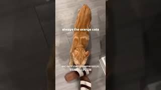 New Funny Cats amp Dogs Videos 😂 Part 8 [upl. by Nnateragram773]