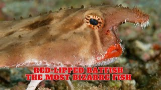 RedLipped Batfish  The Most Bizarre Fish [upl. by Chryste]