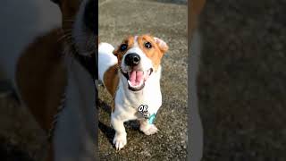 Meet the Parson Russell Terrier The Tenacious Hunting Dog [upl. by Nwavahs]