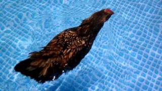 Roxy the swimming chicken [upl. by Dikmen]