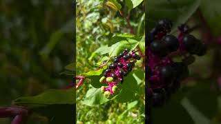 Pokeweed [upl. by Irama924]