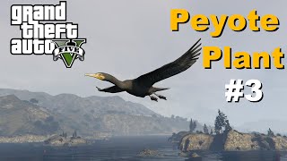 GTA V  Peyote Plant 3 Cormorant [upl. by Gervais]