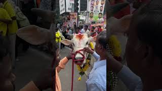 Ongole Gitta Ongole Bull Fir Sadar sadar2024 [upl. by Tilford]