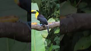 yellow throated toucanrose faced parrotChoco toucan at choco toucan reserve amp bird Lodge Ecuador [upl. by Sinnel]