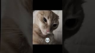 best cat trollface edit cat [upl. by Anglim31]