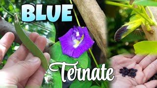 How to grow Blue Ternate plant from seeds without Fertilizer Jin Sai TV [upl. by Goldner]