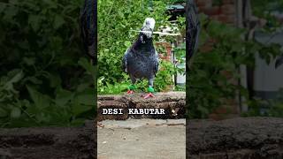 KABOOTAR STATUS VIDEO ♥️♥️ piegeon 🐦🐦 shortsvideo 🤣 [upl. by Odranoel]