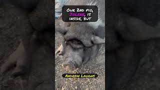 Meet my pig quotMablequot and dogs quotLove and Moosequot  Andrew Laughs pig dog animals doglover pets [upl. by Natie]