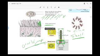 lecture 4  Membrane specialization cilia microvilli desmosome [upl. by Cotterell637]