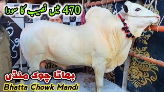 Naseeb K Sody Ho Rahy Hai Bhatta Chowk Mandi Latest Update 20 June 2023 [upl. by Smailliw346]