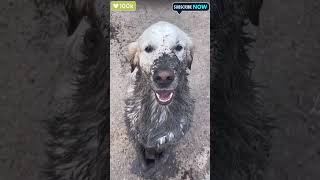 quotMuddy Mischief Dog Falls into Mud and Demands a Bathquot viralshorts dog shorts ytshorts [upl. by Rebmik]