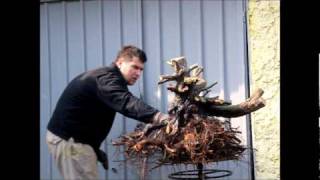 SandevBonsai  Potting of raw material by Goran Chajko  Big carpinus orientalis [upl. by Mchail]