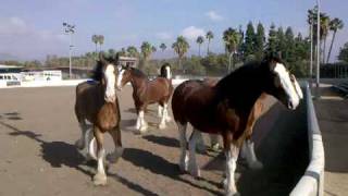 Budweiser Clydesdales playing [upl. by Pozzy455]