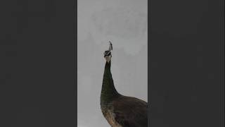 Capturing Peacock from Nikon Coolpix P1000  Wildlife Photography Tips  Zoom And Autofocus Test [upl. by Nivalc88]