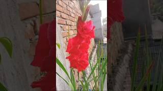 Beautiful gladiolus flower 😍😍😍🌸🌸🌸🌸 shorts ytshorts vairalvideo shortsgladiolus [upl. by Pritchett]