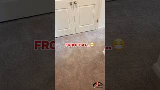 ✨Before amp After Carpet Dirt Stain Spot Cleaning carpetcleaning steamcarpetcleaning [upl. by Neelyad]