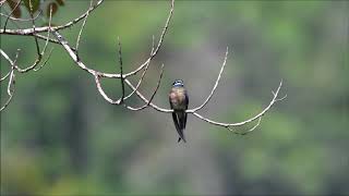 Whiskered Treeswift コシラヒゲカンムリアマツバメ [upl. by Nide]