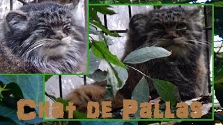 Otocolobus manul  Pallas 1776 HD Chat de Pallas  Ménagerie Paris  06022015 [upl. by Ishmul]