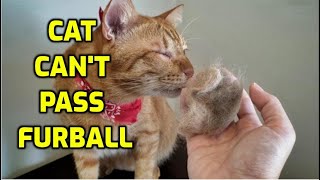 How Can I Help My Cat Pass A Hairball [upl. by Ccasi51]