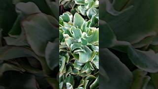 Crassula arborescens Variegata [upl. by Hadeehuat]